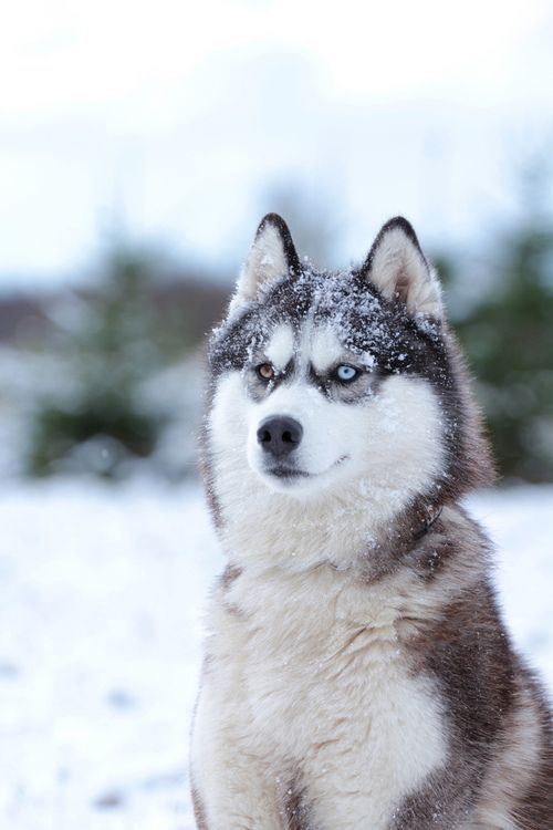 Why These Breeds Steal the Show