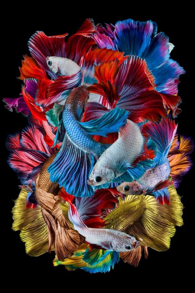 10 Colorful Tropical Fish to Brighten Up Your Aquarium